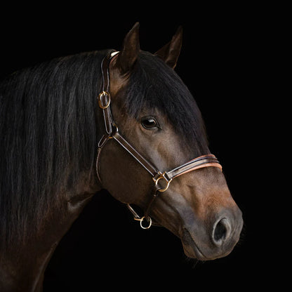 Licou 'Bella' - Brun