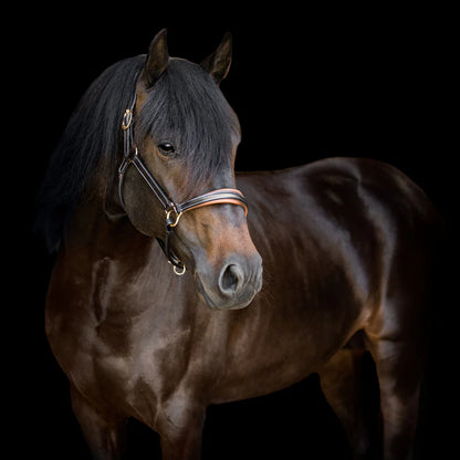 Licou 'Bella' - Brun